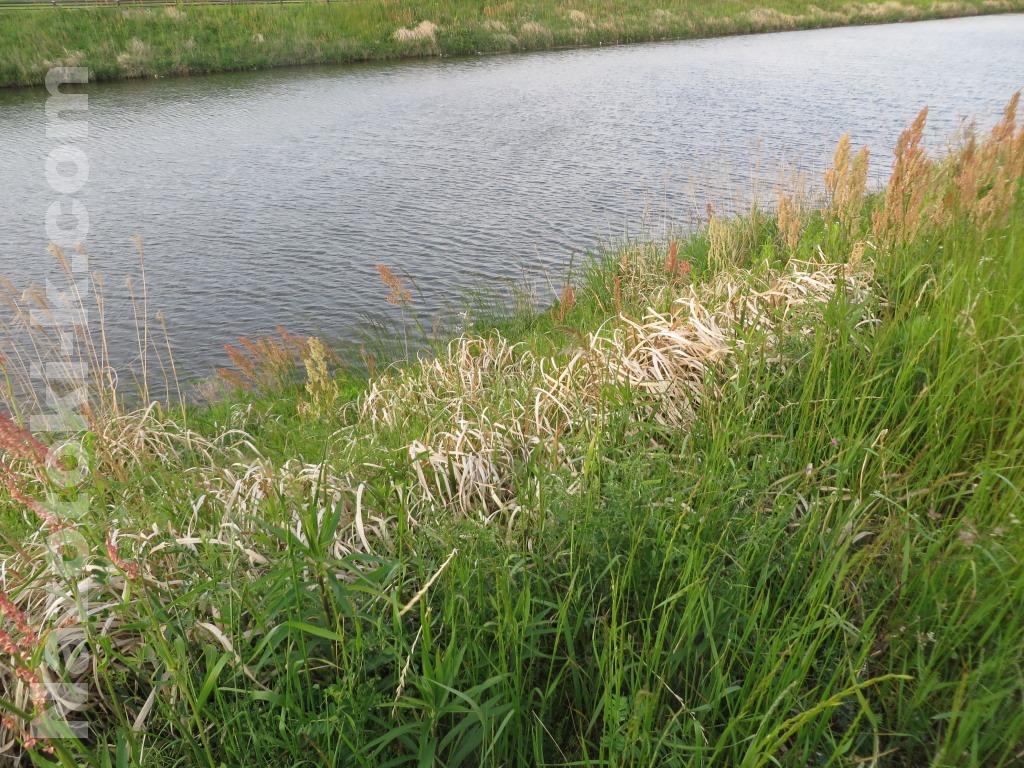 2019/05/12 九十九里某河川でウナギ釣り ニゴイにやられた・・・