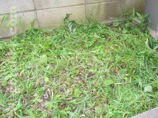 草むしりをして蚊やダンゴムシ・ナメクジの発生を防ぐ