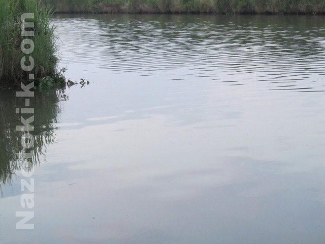 2016/06/17 九十九里 某河川でウナギ釣り スッポンも釣れたよ